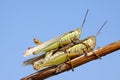 Mating locusts