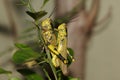 Mating locusts Royalty Free Stock Photo