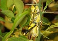 Mating locusts Royalty Free Stock Photo