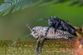 Mating Long Horn Beetle Insect