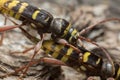 Mating Long horn beetles, Plagionotus detritus