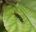 Mating Lovebugs on Green Leaf Royalty Free Stock Photo