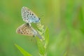 Mating Lycaenidae butterfly Royalty Free Stock Photo