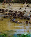 Mating Mallard Ducks by Roanoke River Royalty Free Stock Photo