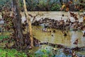 Mating Mallard Ducks by Roanoke River Royalty Free Stock Photo