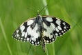 Mating Marbled White butterflies