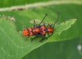 Mating Milkweed Bugs Royalty Free Stock Photo
