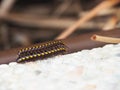 Mating Millipedes Royalty Free Stock Photo