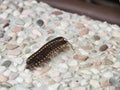 Mating Millipedes