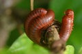 Mating millipedes
