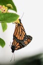 Couple of Monarch Mating-Stock Photos