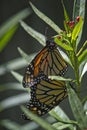 Mating Monarchs