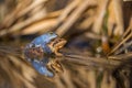 Mating The Moor frog Rana arvalis in Czech Republic Royalty Free Stock Photo