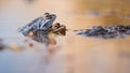 Mating moor frogs in the water next to spawn