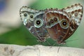 Mating of morphos 3 Royalty Free Stock Photo