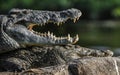 Mating Nile crocodile (Crocodylus niloticus). Two crocodiles with opened mouth