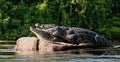 Mating Nile crocodiles (Crocodylus niloticus). Royalty Free Stock Photo