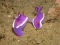 Mating nudibranch