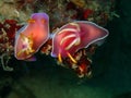 The mating nudibranch Hypselodoris bullockii in Tunku Abdul Rahman Park, Kota Kin