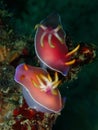 The mating nudibranch Hypselodoris bullockii in Tunku Abdul Rahman Park, Kota Kin