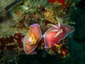 The mating nudibranch Hypselodoris bullockii in Tunku Abdul Rahman Park, Kota Kin