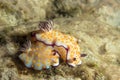 Mating Nudibranch Scenes