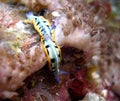 Mating nudibranches