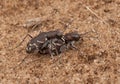 Mating Oblique-lined Tiger Beetles Royalty Free Stock Photo