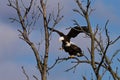 Mating pair of American Bald Eagles in the wild Royalty Free Stock Photo