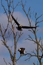 Mating pair of American Bald Eagles in the wild Royalty Free Stock Photo