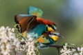 Mating a pair of bee-eater on a flowering robinia branch