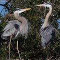 Mating pair of blue herons kissing