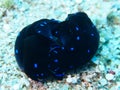 Mating pair of blue spotted shield slug chelidonura Red Sea