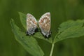 A mating pair of Brown Argus Butterfly, Aricia agestis, resting on a leaf. Royalty Free Stock Photo