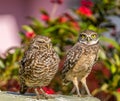 Pair of burrowing Owls rest in south Florida