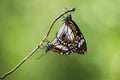 Mating pair butterflies