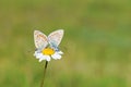 Mating pair of butterflies , Polyommatus thersites , the Chapman`s blue butterfly