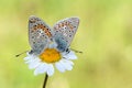 Mating pair of butterflies , Polyommatus thersites , the Chapman`s blue butterfly