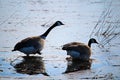 A mating pair of Canadian Geese breaking through frozen water Royalty Free Stock Photo