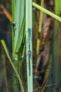 Mating pair of common blue Damselflies, Enallagma cyathigerum, perched on leaf floating on water Royalty Free Stock Photo