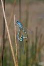 Mating pair common blue Damselfy