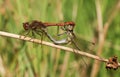 A mating pair of Common Darter Dragonfly Sympetrum striolatum perched on a reed. Royalty Free Stock Photo