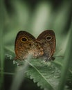 Mating pair of common five-ring butterflies. Ypthima baldus.