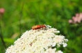 Mating pair Common Red Soldier Beetles