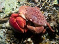 Mating pair of Convex crabs Royalty Free Stock Photo