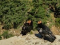 Mating Pair of Critically Endangered California Condors with Radio Transmitters Sits on a Ledge in Grand Canyon National Park Royalty Free Stock Photo