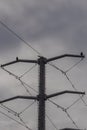 mating pair of eagles atop a telephone pole