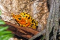 A mating pair of endangered toads