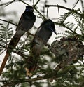 Mating pair, female and male, African Paradise Flycatcher bird, perched in a tree, feeding young, chicks, babies