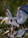 Mating pair of Great blue herons in rookery in Florida Royalty Free Stock Photo